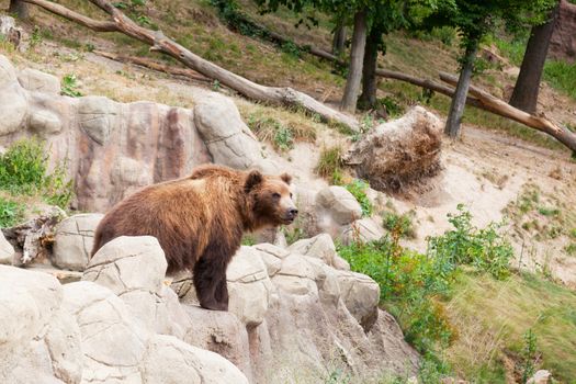 Big Kamchatka brown bear among stones in the wood