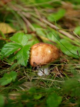 Forest Mushroom closeup with Wild Strawberry Leaf in Natural Environment