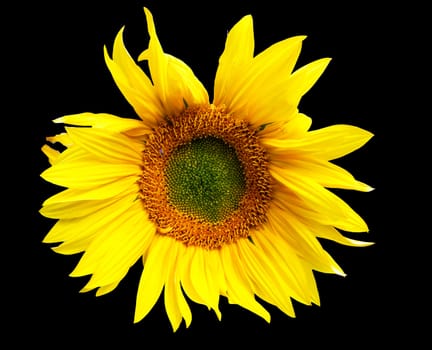 Sunflower on black background.Flower sunflower on black