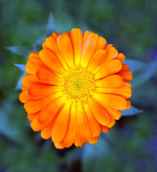 Beautiful red flower marigold on green background.