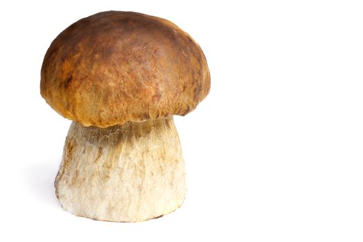 One big beautiful white mushroom on a white background