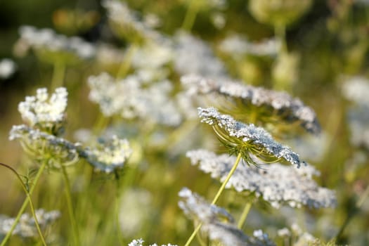 white wild flowers meadow nature background 