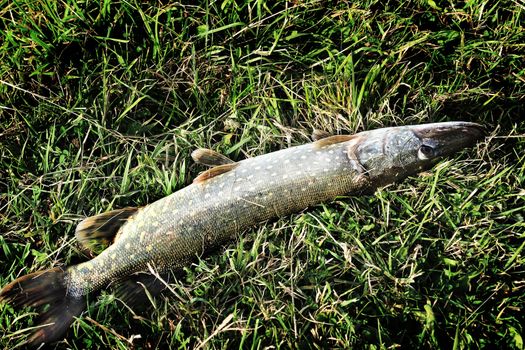 Caught in the river pike lies on the banks on the grass.
