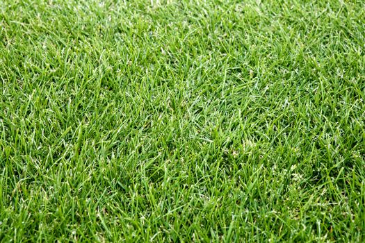 closeup of green field like background, cut lawn