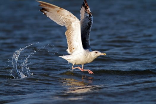 beautiful gull taking its flight from
 the water surface