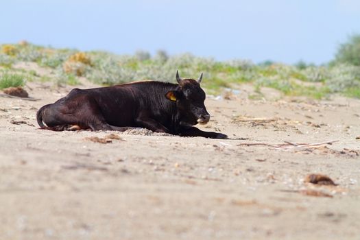 Big black bull standing on the wild beach of Sfantu Gheorghe, Danube Delta. The people let the cows in the wild for the summer