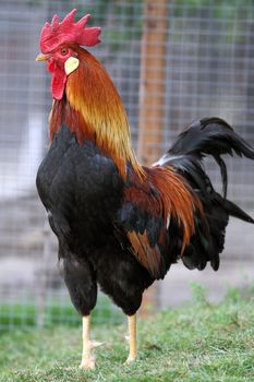 big colorful rooster standing proud in his farmyard