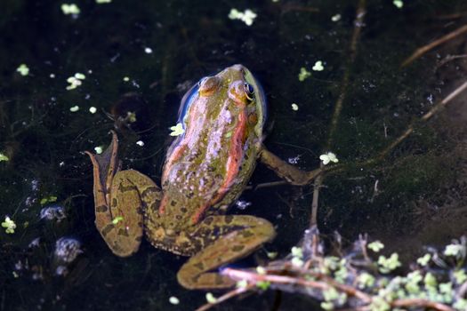 closeup shot of a frog standing near the water plants at the lake shore