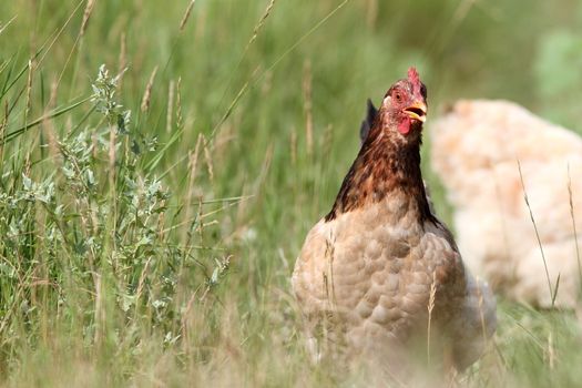 big colorful hen running in the grass at the farm