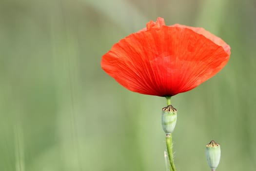 detail of red poppy over green blurred background