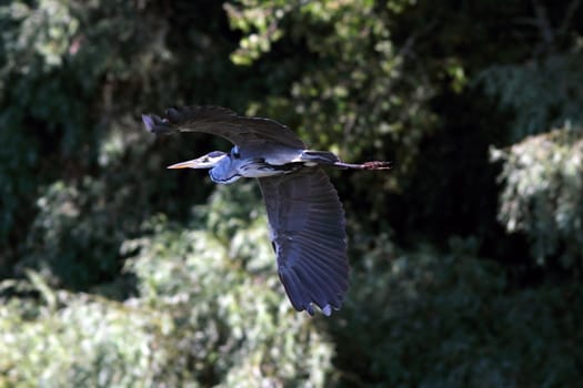 grey heron ( ardea cinerea ) flying near the willow forest growing on  the Danube shore