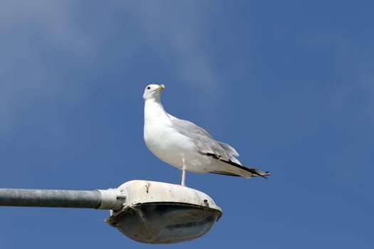 gull standing on a lighting pillar over blue sky