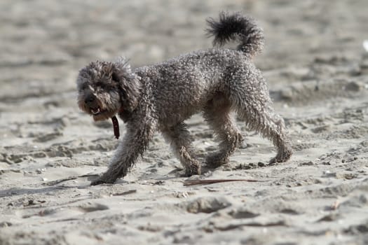 gray poodle walking on the sand of the beach