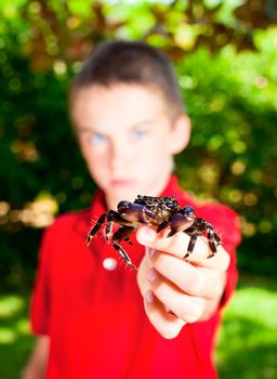 Young boy showing crab, focus on hamster