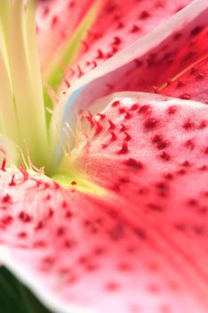 Beautiful closeup abstract of a stargazer lily in full bloom during spring.