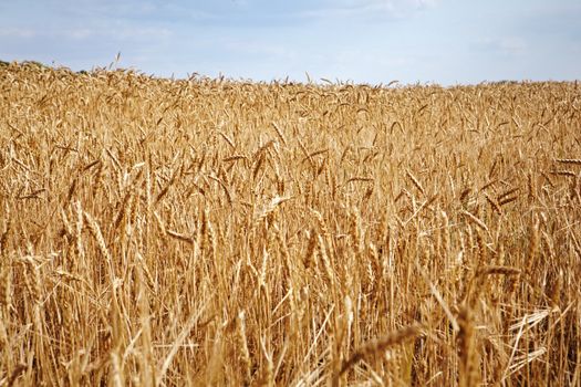 Field of yellow wheat at sunny day, harvesting time