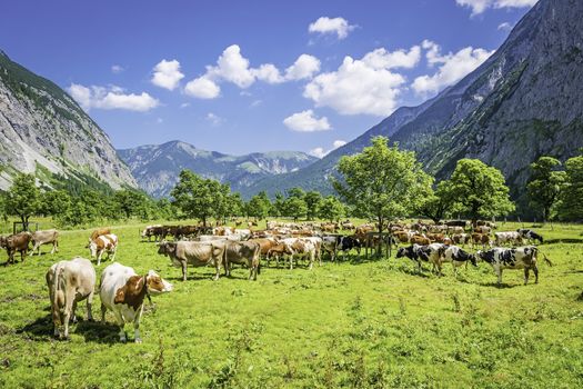 Herd of cows in a valley in the Austrian Alps