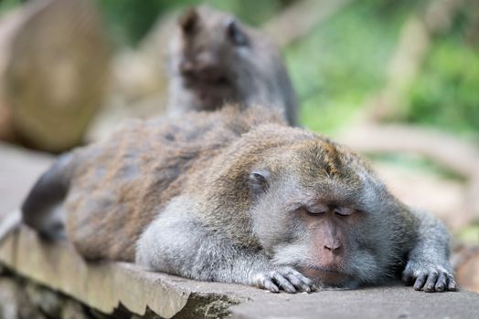 Grooming of resting or sleeping wild big monkey leader with close eyes