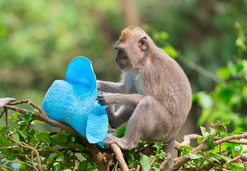 Playful monkey macaque thief with blue female hat stolen from a carefree tourist