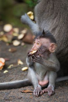Monkey small child macaque learn to bite hard food near his mother