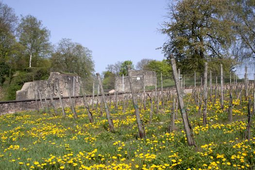 The roman amphitheatre was built by the Ancient Romans. They were used for events such as gladiator combats, chariot races, venationes (animal slayings) and executions. 