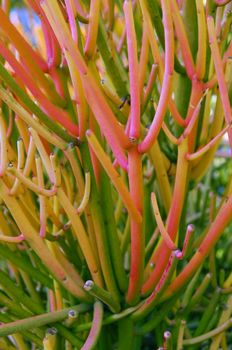 Euphorbia tirucalli succulent plant also called Pencil Tree and Fire Sticks
