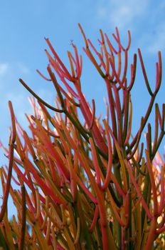 Euphorbia tirucalli succulent plant also called Pencil Tree and Fire Sticks