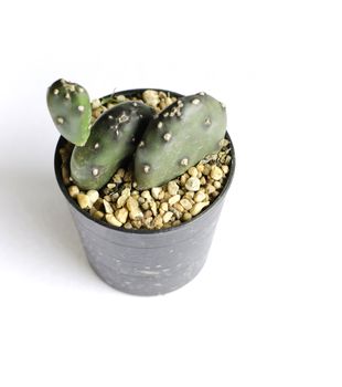 Cactus in pot on white background