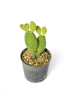 Bunny ears cactus (Opuntia microdasys) in a pot. 