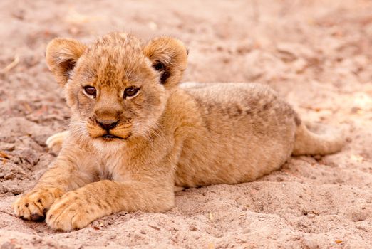 Cute lion cub sitting in the sand