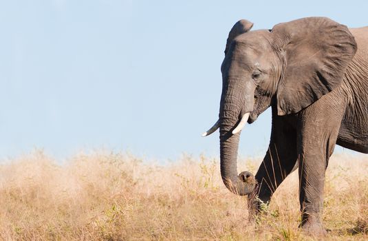 Wild African elephant with copy space for text