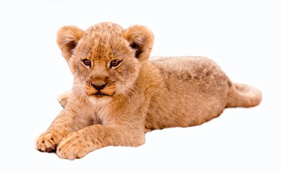 Cute lion cub isolated in white