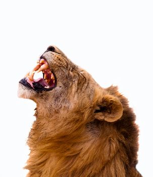Roaring lion isolated on a white background