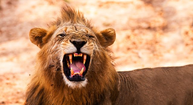 Wild African Male Lion Growling and Showing Dangerous Teeth