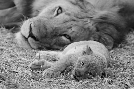 Black and white image of a cute lion cub resting the the grass with it's father