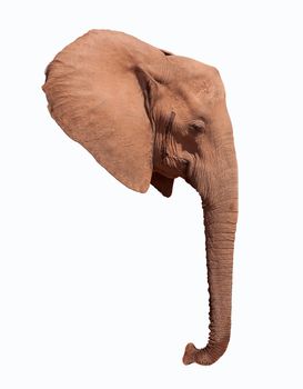 Elephant head ear and trunk isolated on a white background