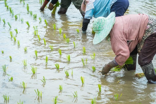 farmer transplant rice seedlings in field rice in daylight time