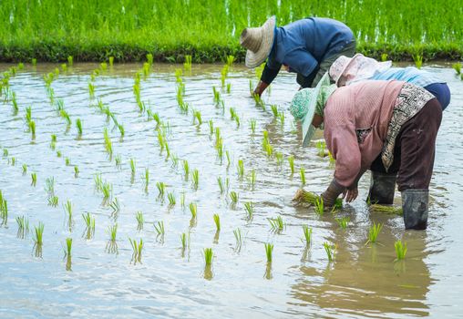 farmer transplant rice seedlings in field rice in daylight time