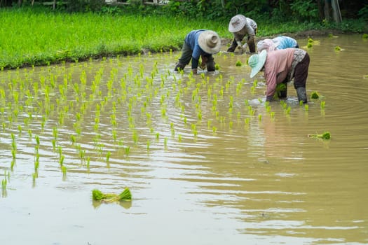 farmer transplant rice seedlings in field rice in daylight time