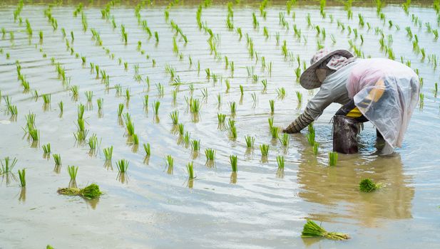 farmer transplant rice seedlings in field rice in daylight time