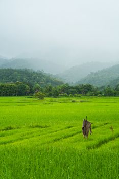 landscape of rice farm in thailand in raining day