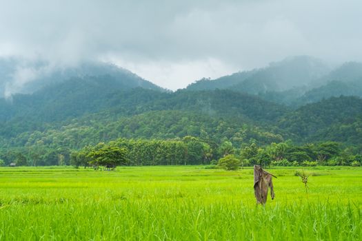 landscape of rice farm in thailand in raining day