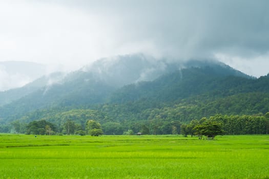 landscape of rice farm in thailand in raining day