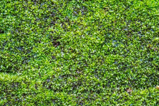 moss on old wall background pattern texture