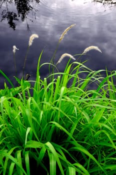 Nature background, Grass flower beside swamp