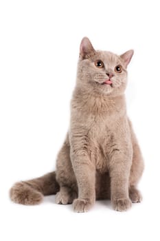 Portrait of a British Shorthaired Cat on a white background. Studio shot.