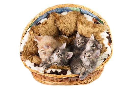 5 Maine Coon kittens sitting in a basket, looking forward, on white background