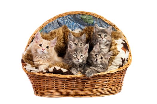 5 Maine Coon kittens sitting in a basket, looking forward, on white background