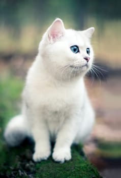 Lovely chinchilla kitten walking in a mysterious forest