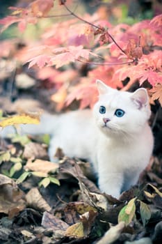 Lovely chinchilla kitten walking in a mysterious autumn forest